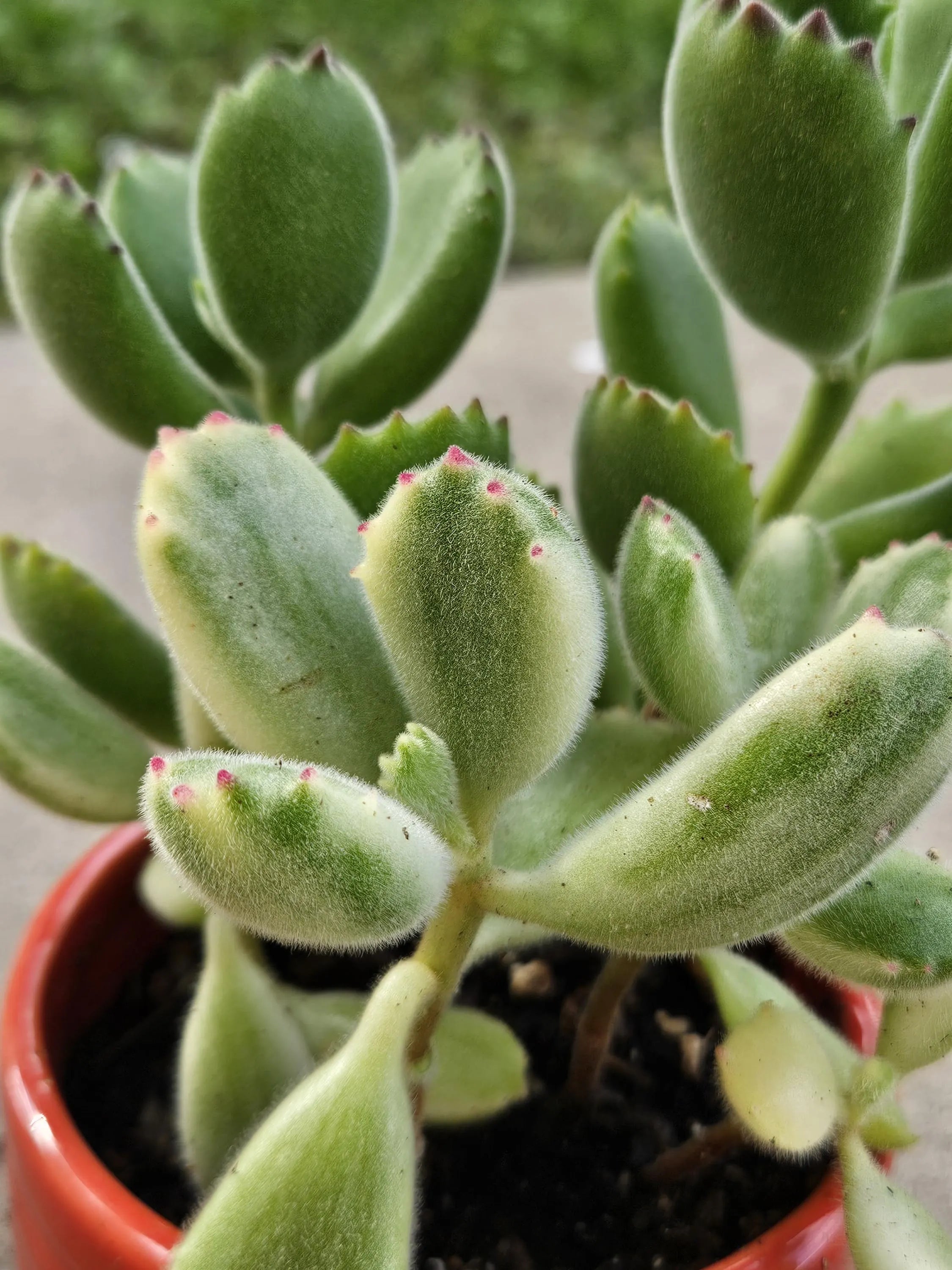 3" Variegated Bear Paw Succulent in Orange Ceramic Pot - Cotyledon Tomentosa