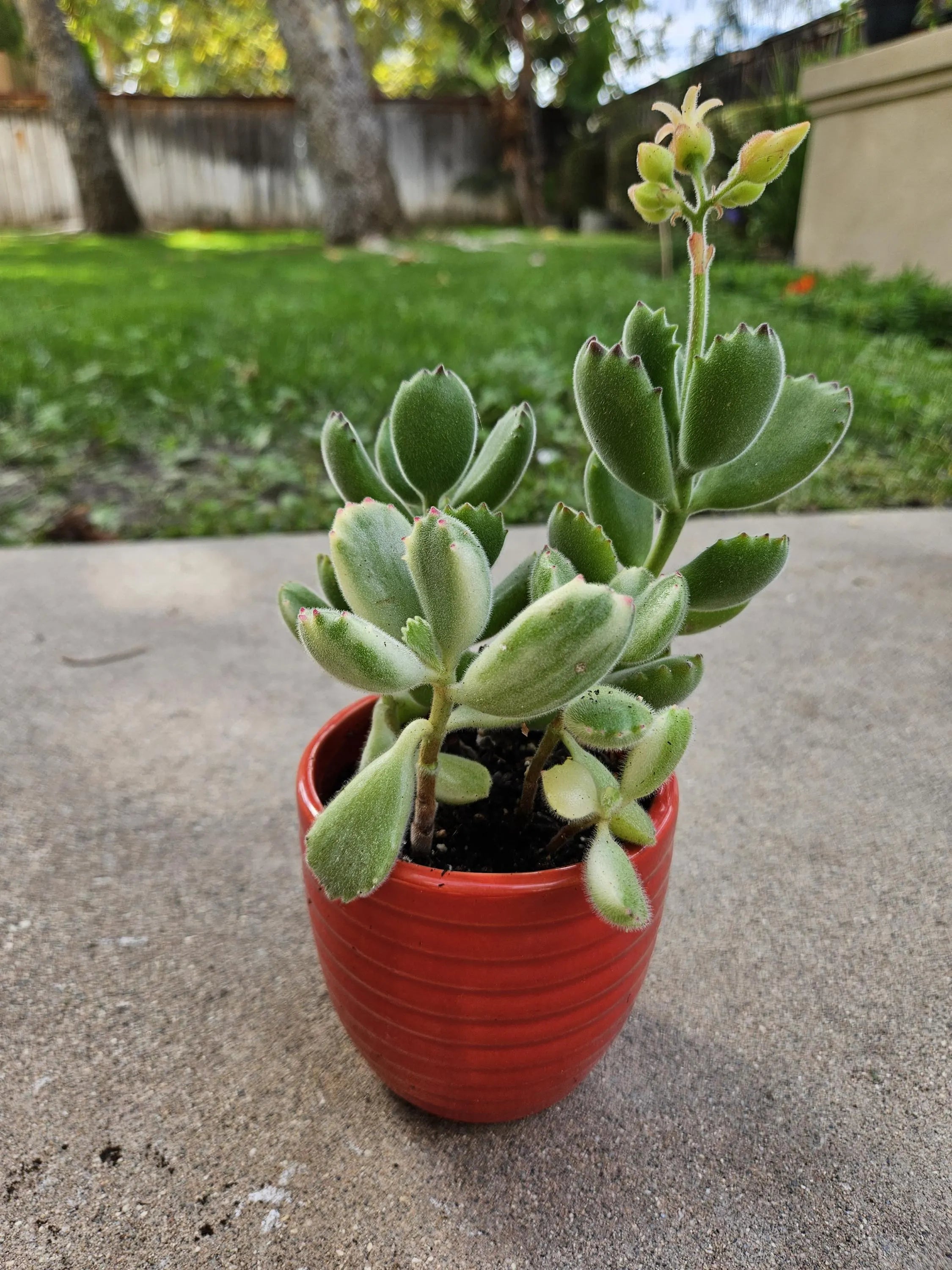 3" Variegated Bear Paw Succulent in Orange Ceramic Pot - Cotyledon Tomentosa