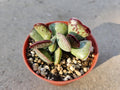 4" Adromischus Triflora 'Calico Hearts' - Rare