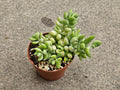 4" Cotyledon pendens - Trailing Succulent