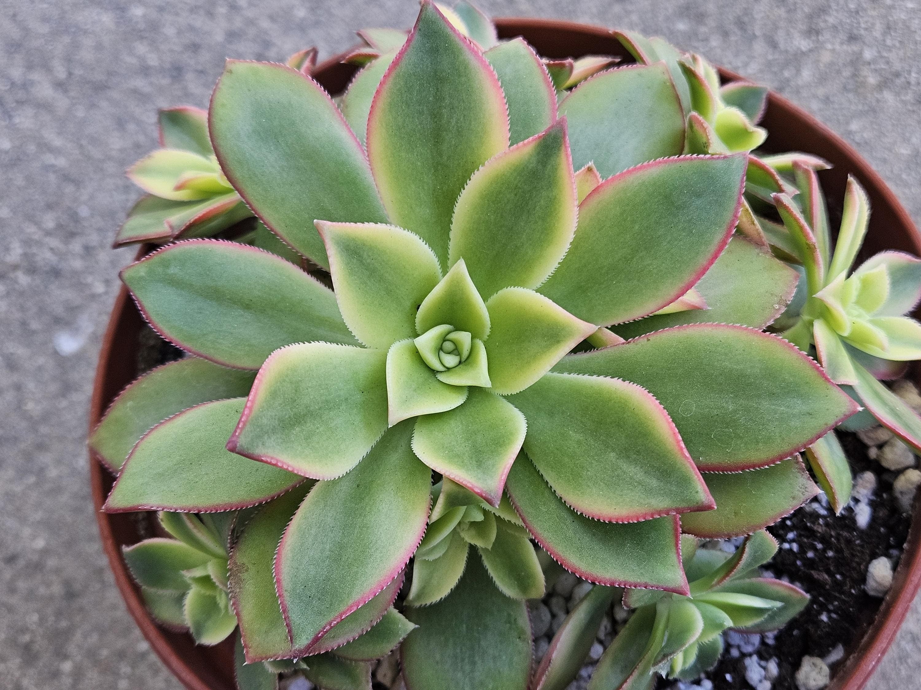 6" Aeonium Haworthii 'Kiwi' - Colorful Succulent