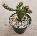 5" Boxing Gloves Cactus - Opuntia - Rare