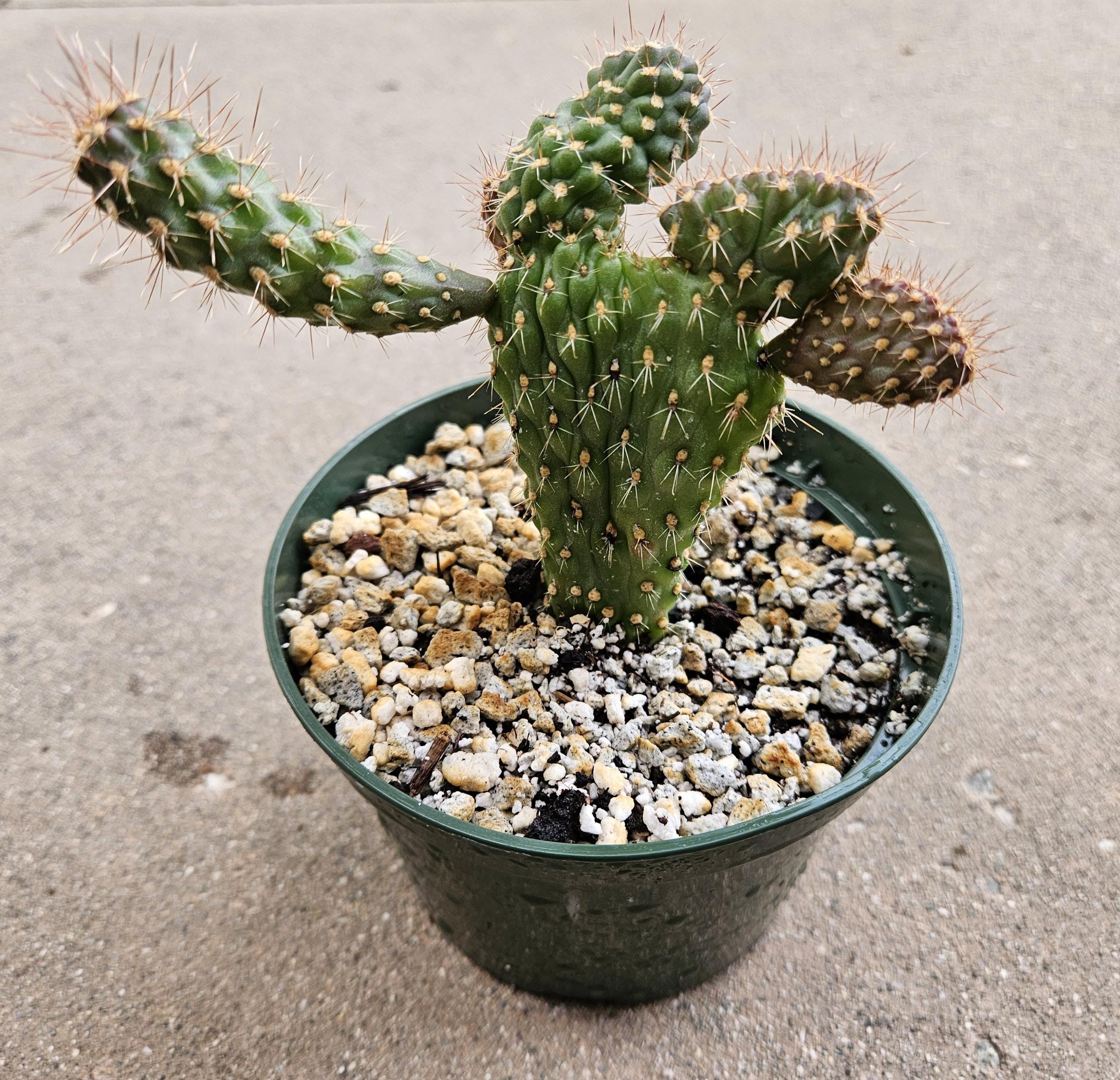 5" Boxing Gloves Cactus - Opuntia - Rare