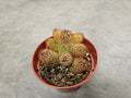 4" Lady Finger Cactus - Mammilaria Elongata - Cactus