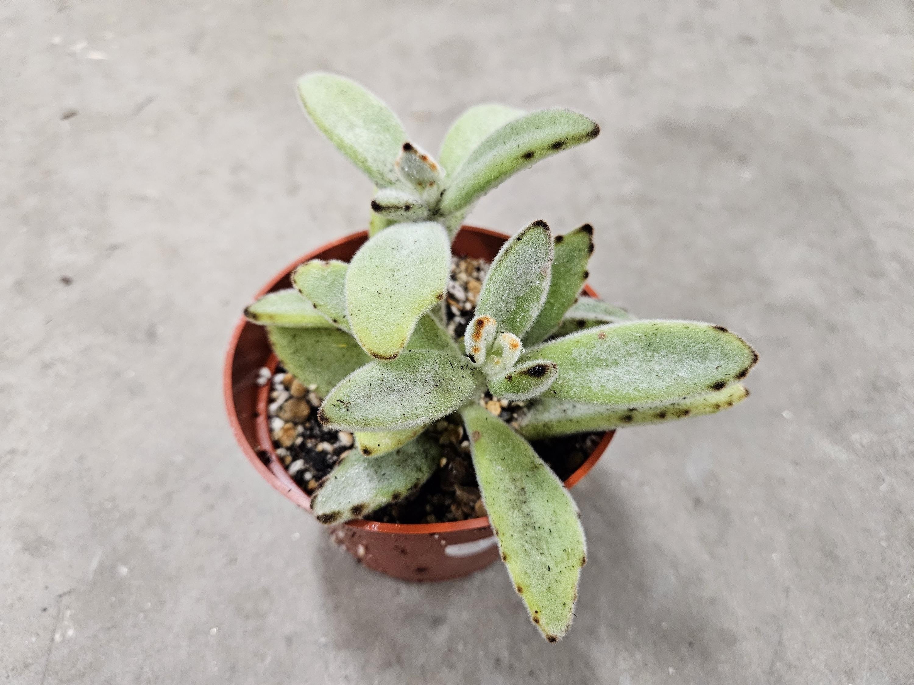 4" Kalanchoe Chocolate Soldier - Panda Plant