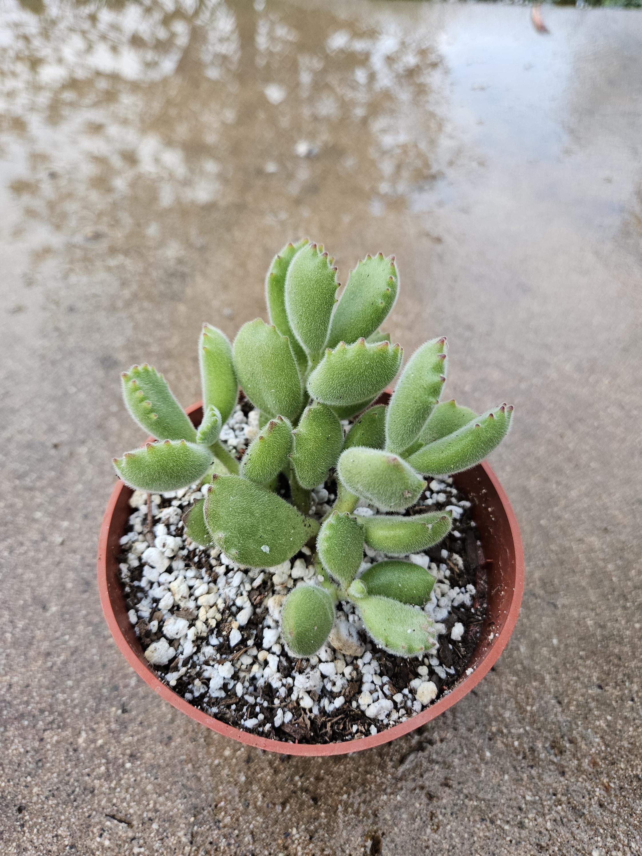 4" Bear Paw Succulent - Cute Fuzzy Succulent - Cotyledon tomentosa