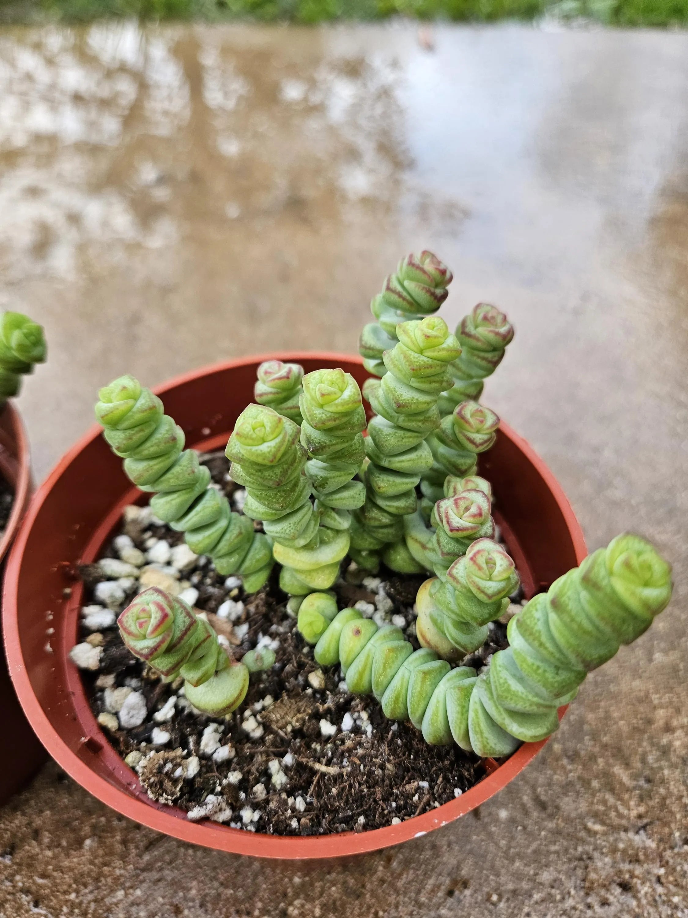 4" Crassula marnieriana - Jade Necklace - Baby's Necklace