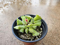 4" Adromischus cristatus - Crinkle Leaf Succulent