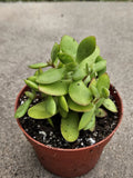 4" Crassula 'Money Maker' - Succulent