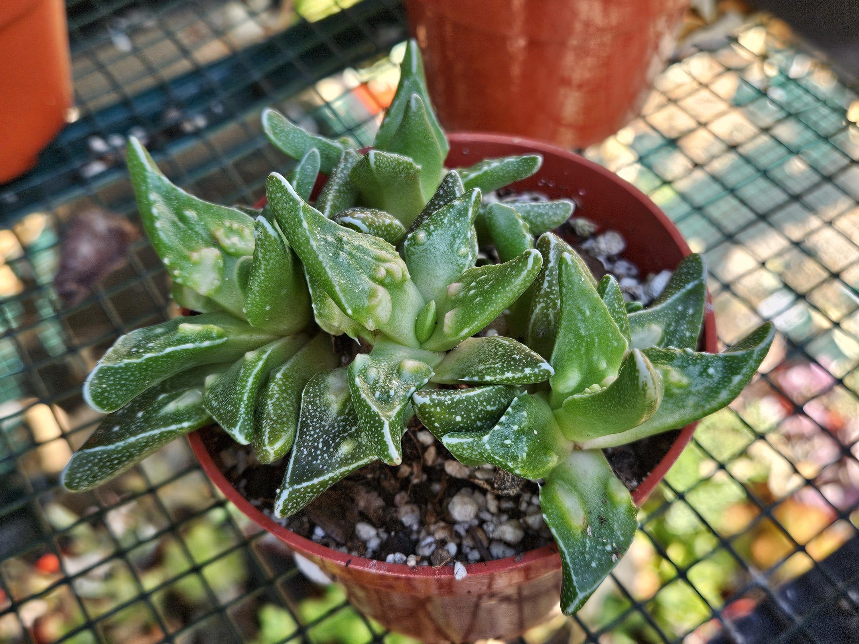 4" Faucaria Tigrina - Toothless