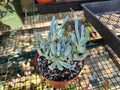 4" Senecio Serpens - Chalksticks