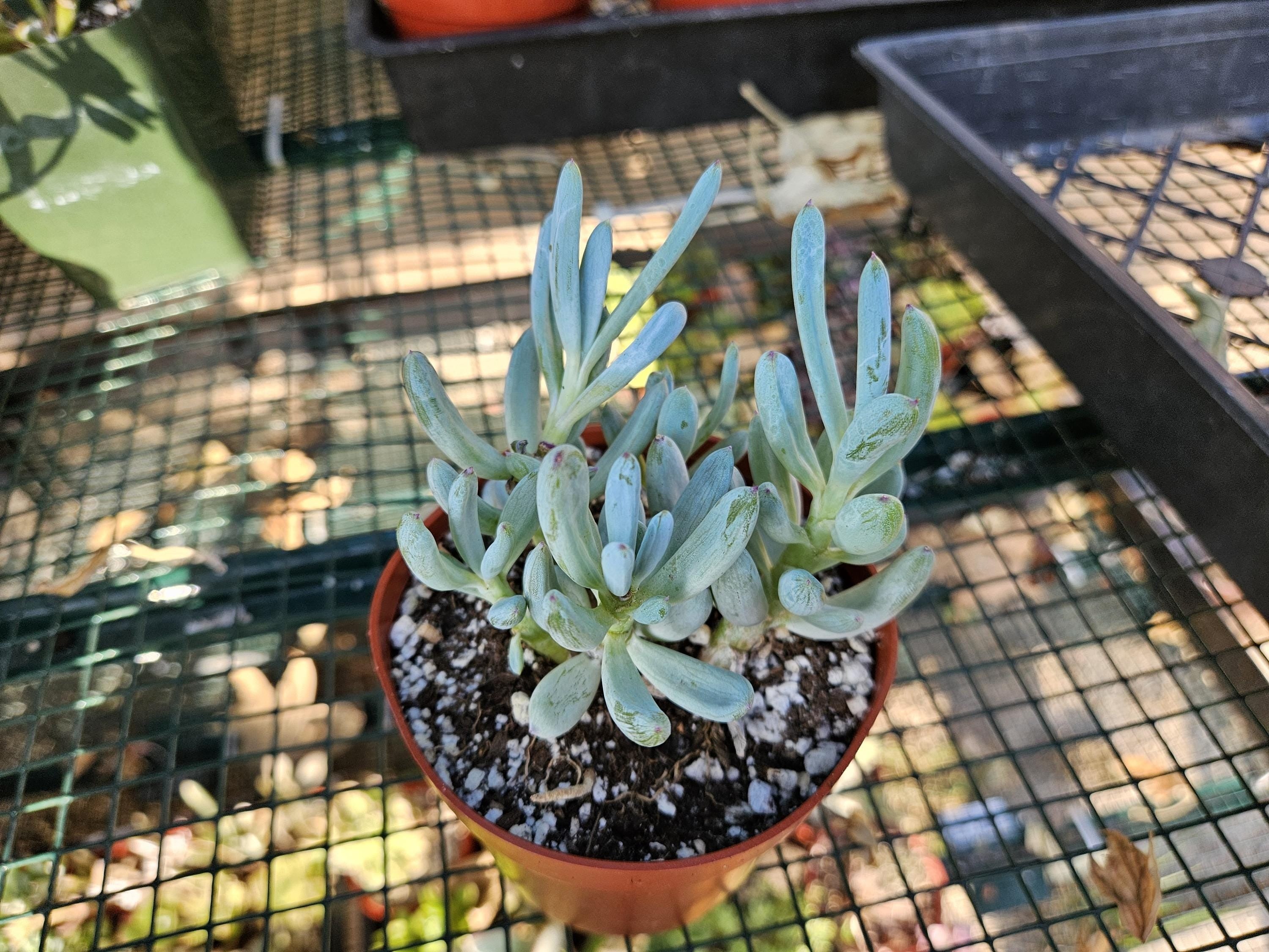 4" Senecio Serpens - Chalksticks