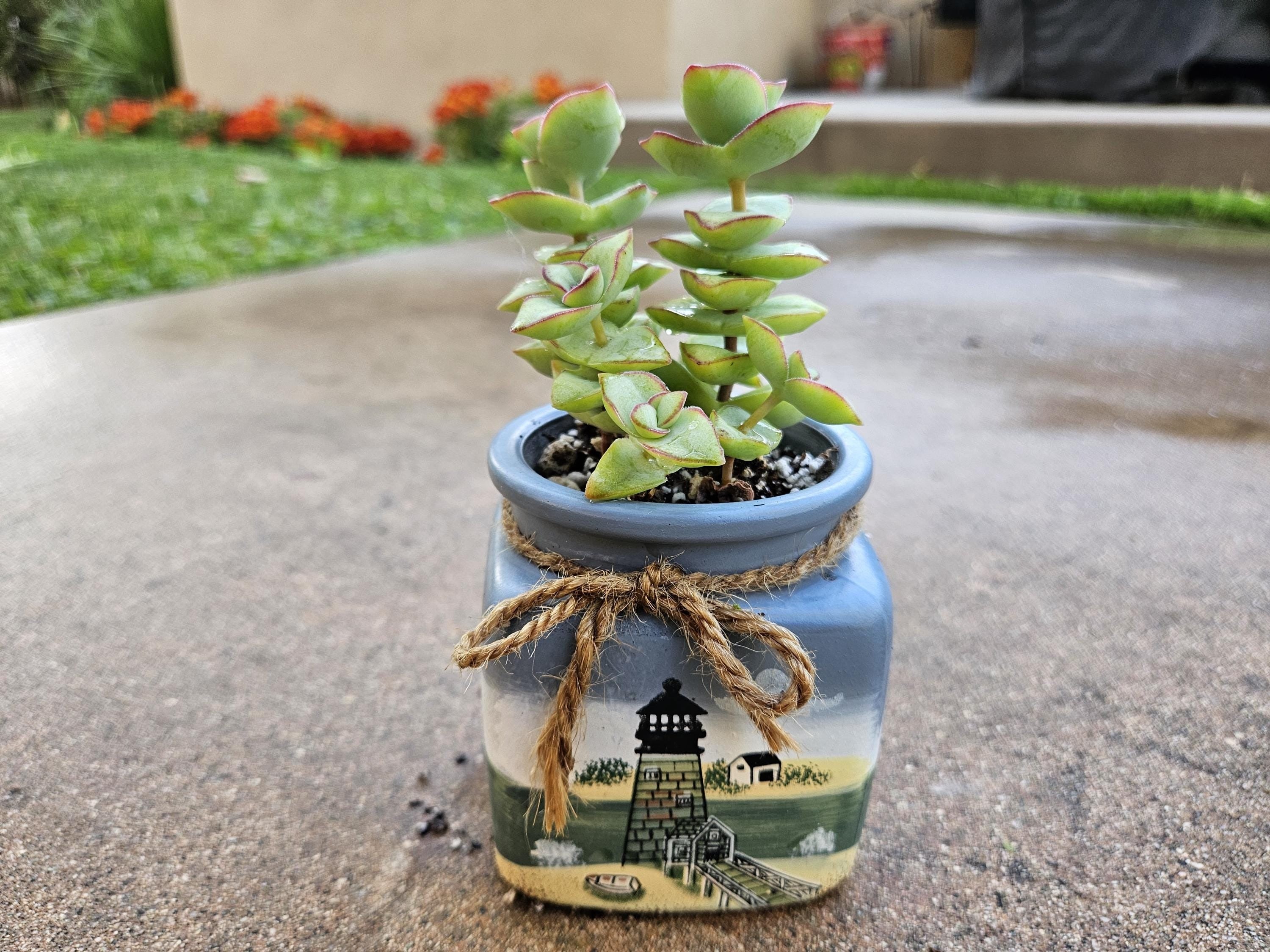 3" Succulent Arrangement - Lighthouse - Crassula Baby's Necklace