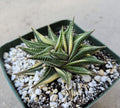 4" Rare Haworthia Limifolia Variegated Hybrid