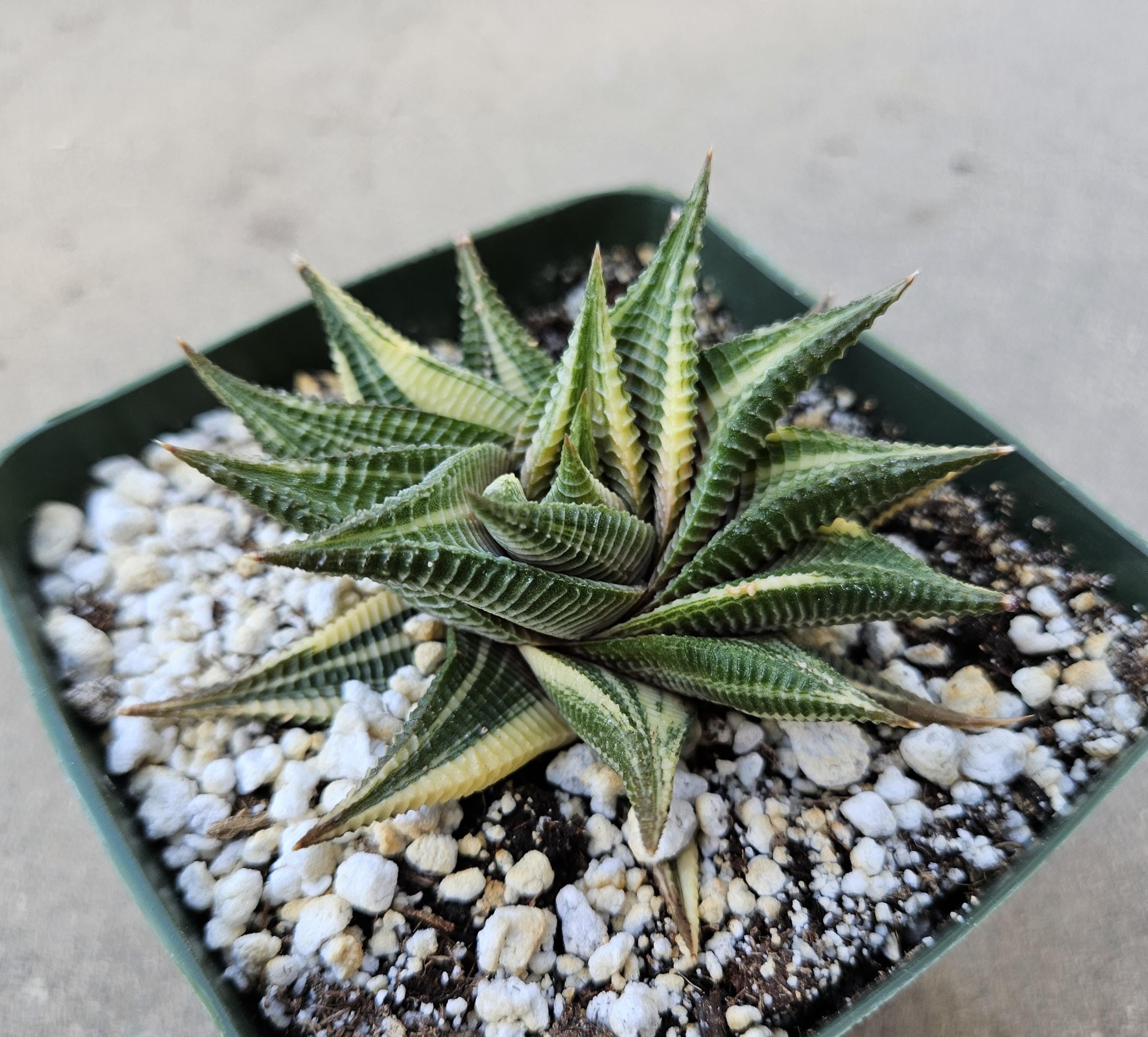 4" Rare Haworthia Limifolia Variegated Hybrid
