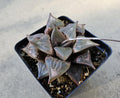 4" Rare Haworthia Badia - Low Light Succulent