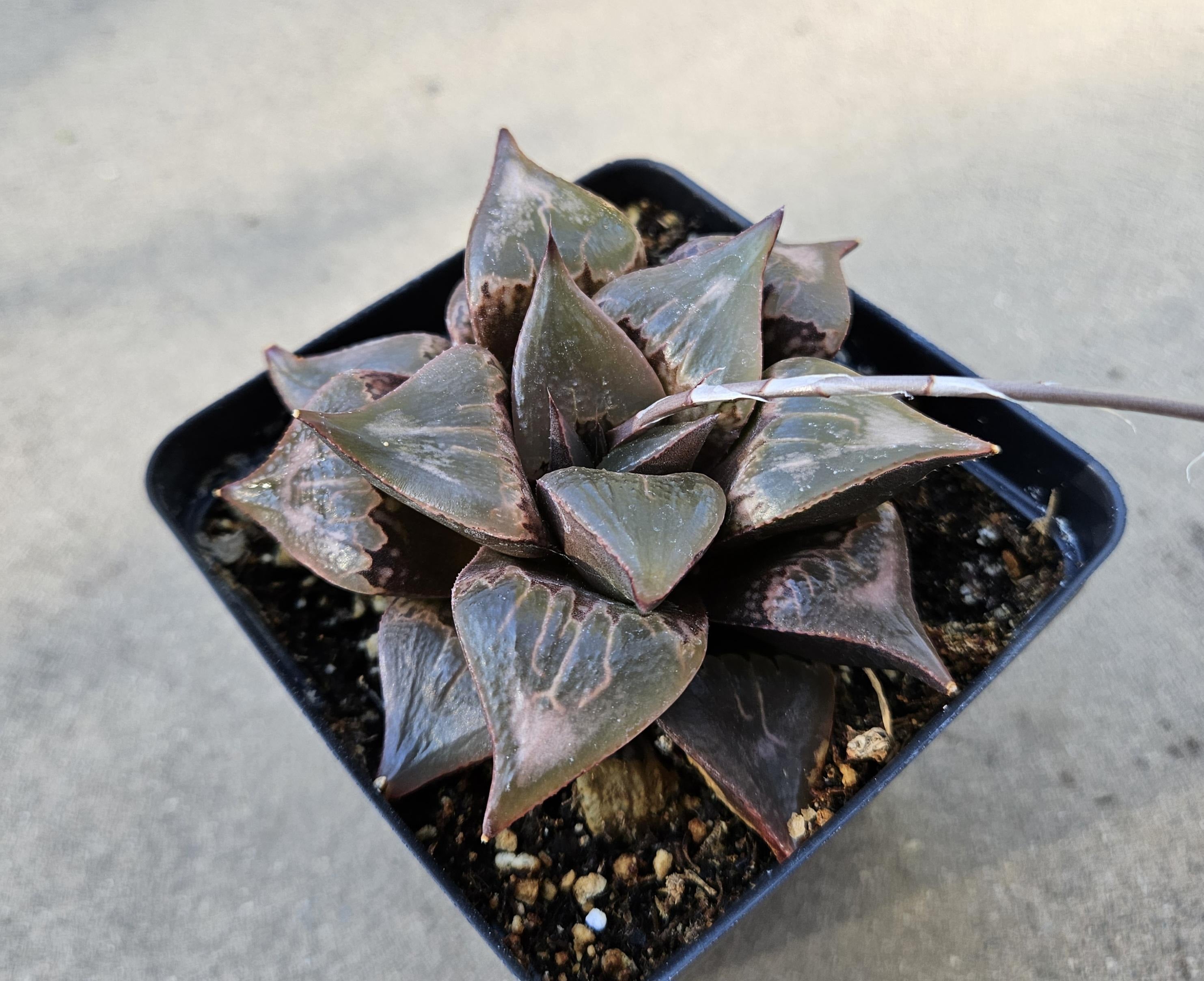 4" Rare Haworthia Badia - Low Light Succulent