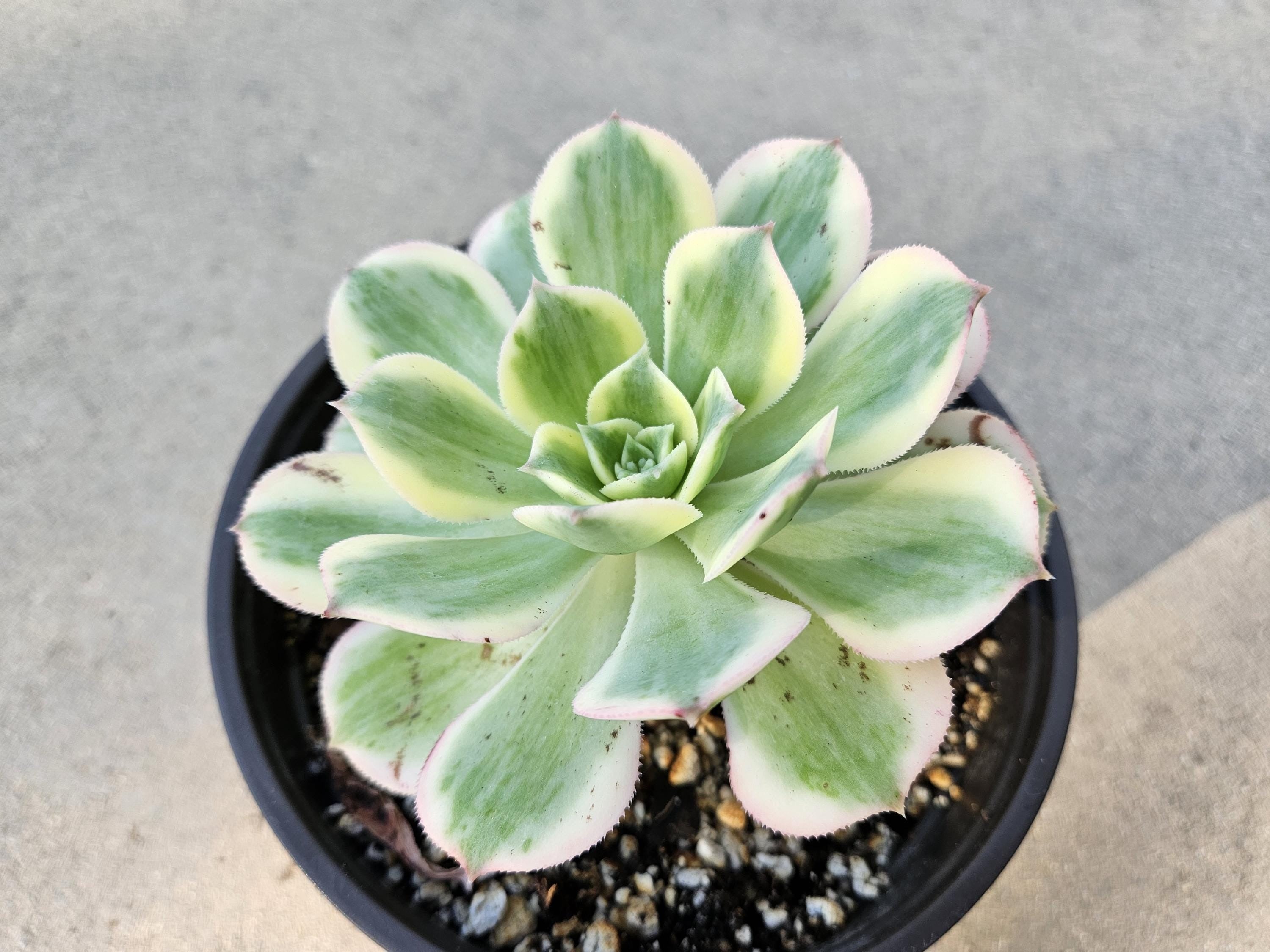 6" Aeonium Sunburst