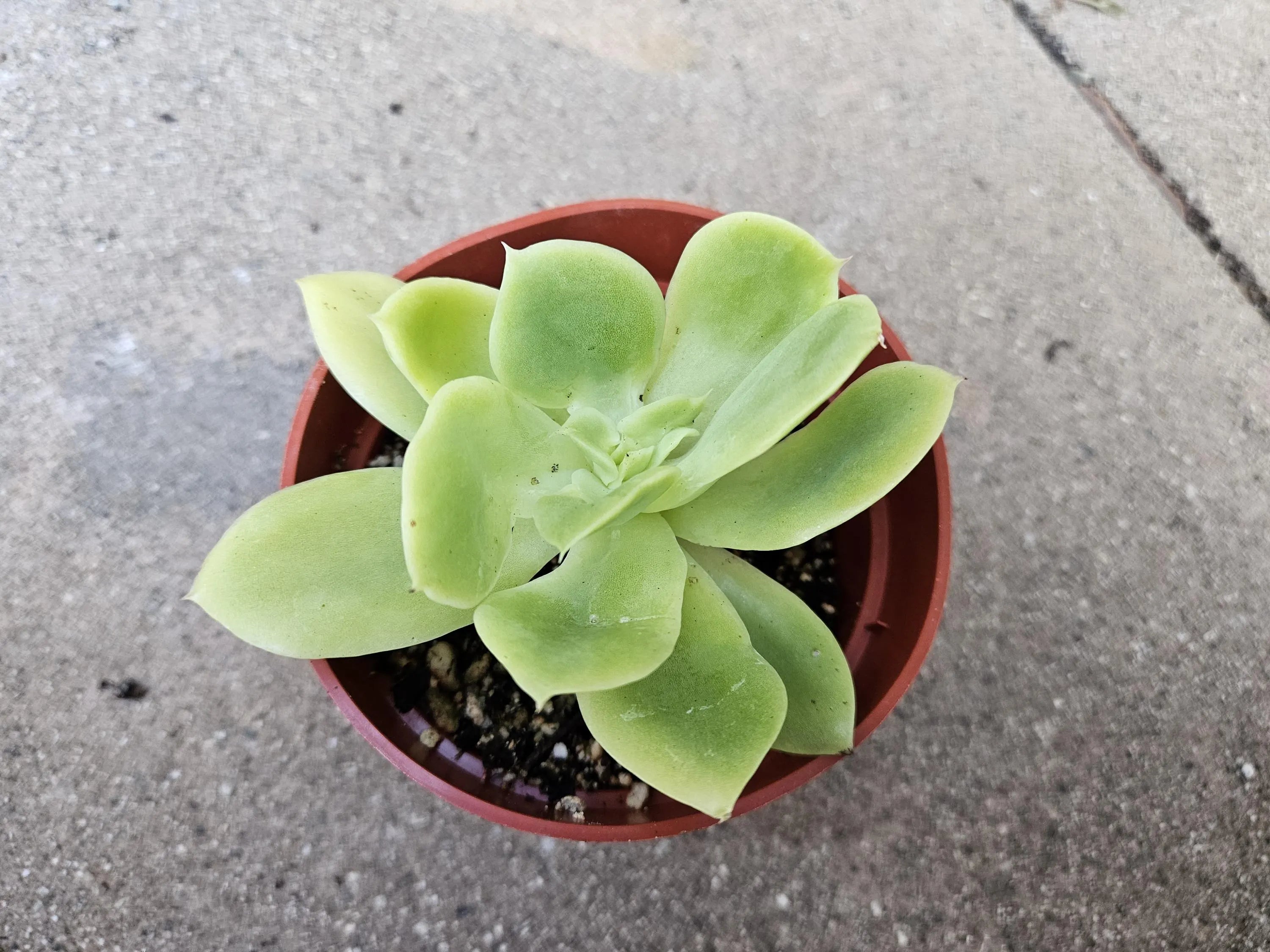 4" Echeveria Lemon Lime