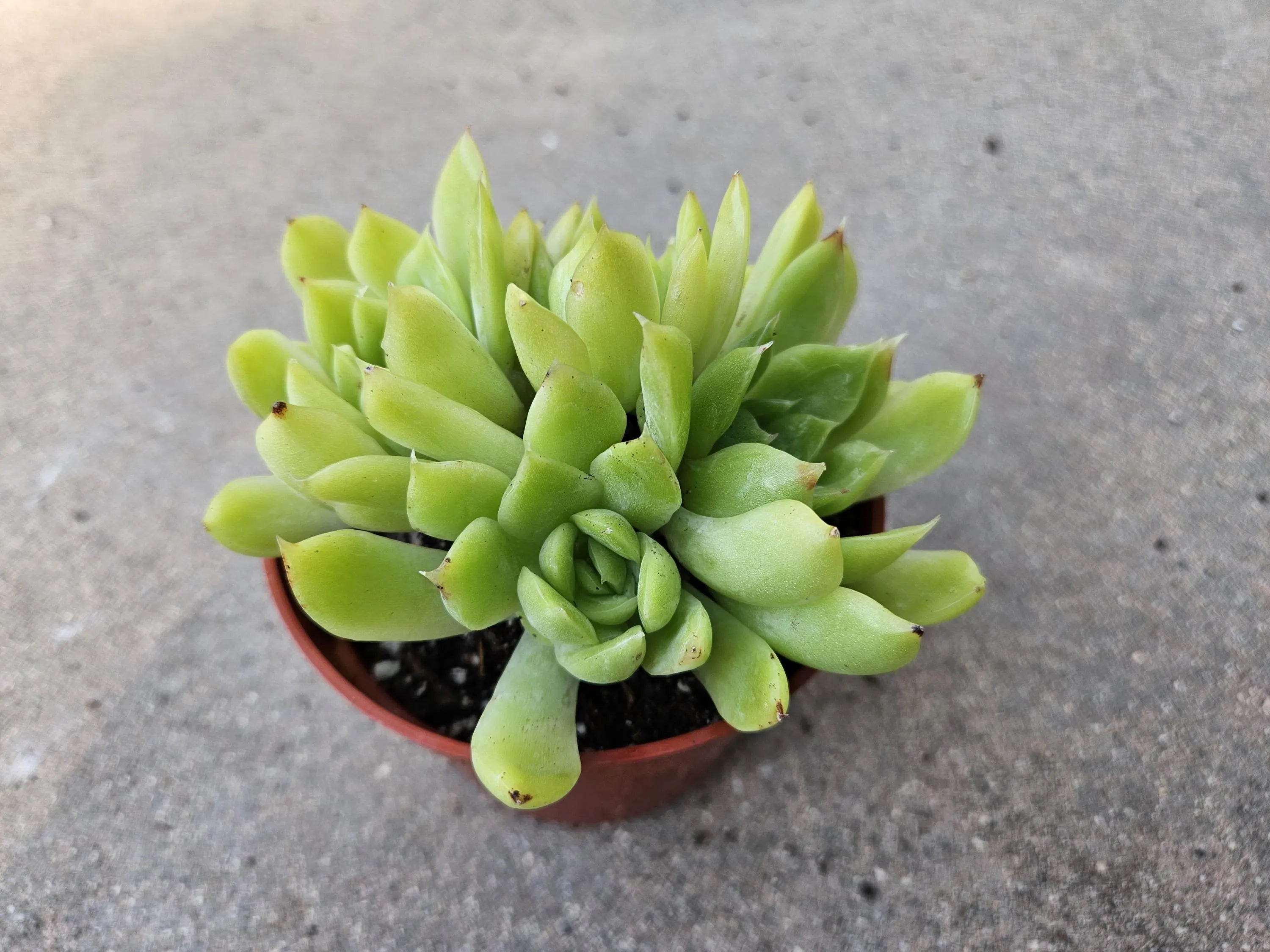 4" Echeveria Agavoides Cluster