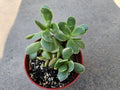 4" Crassula Jade Family - Succulent