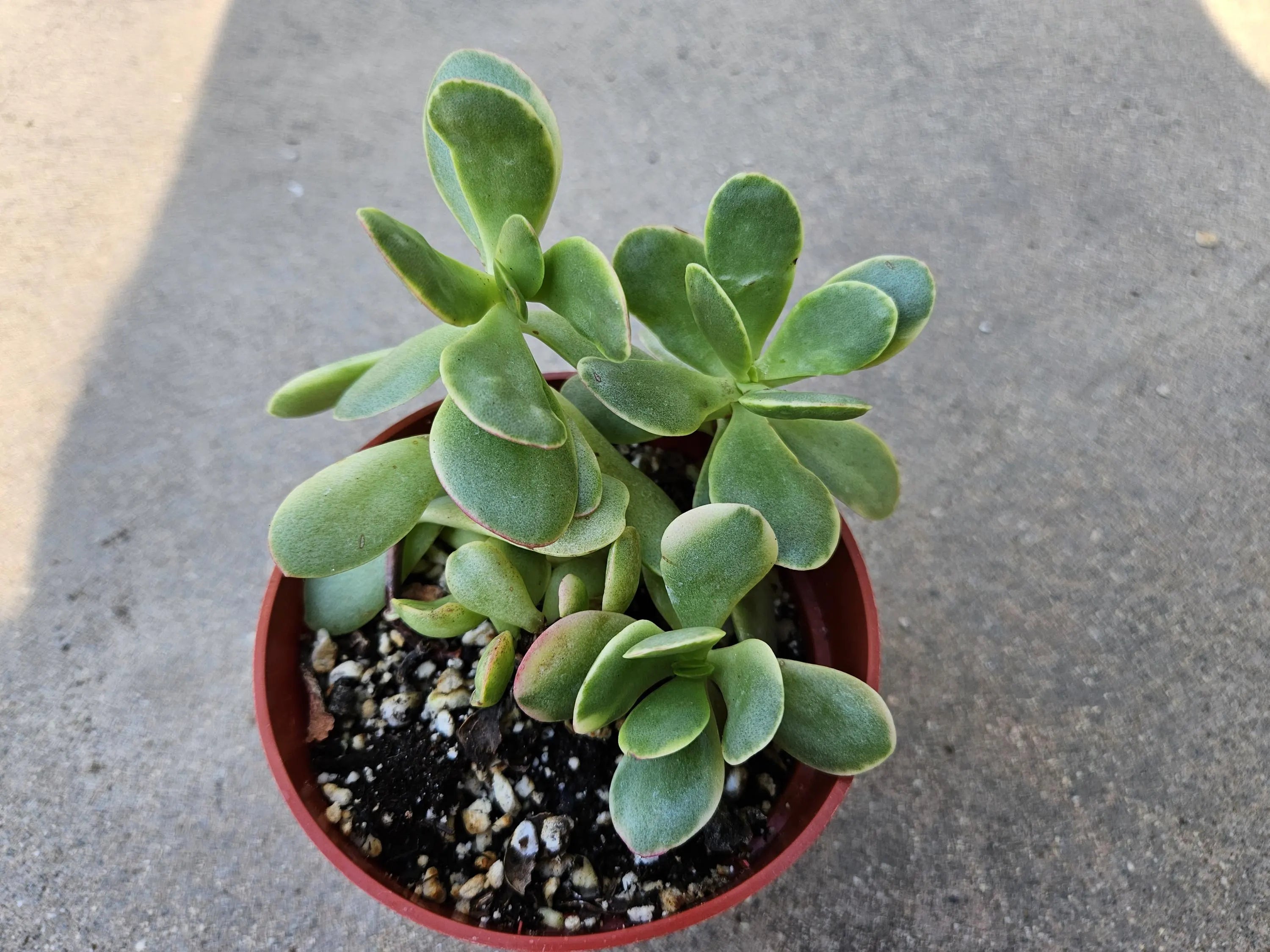 4" Crassula Jade Family - Succulent
