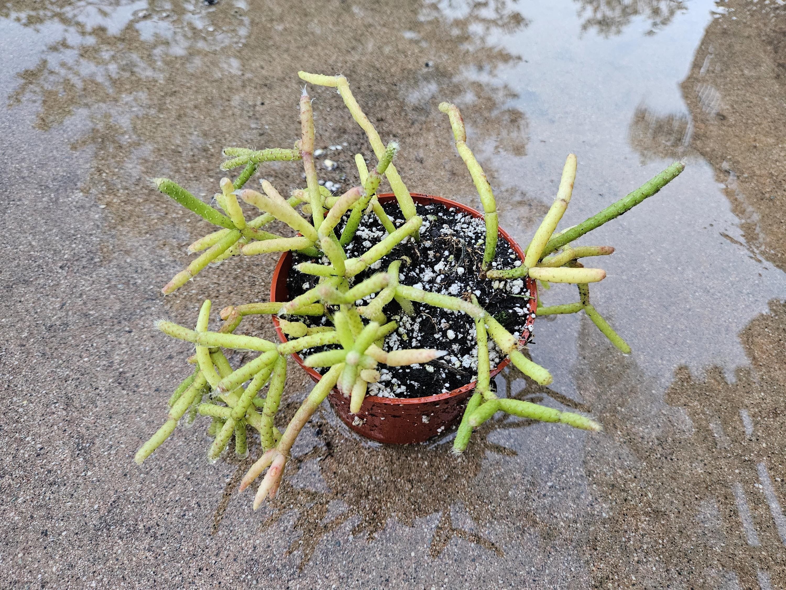 4" Rhipsalis cereuscula - Coral Cactus