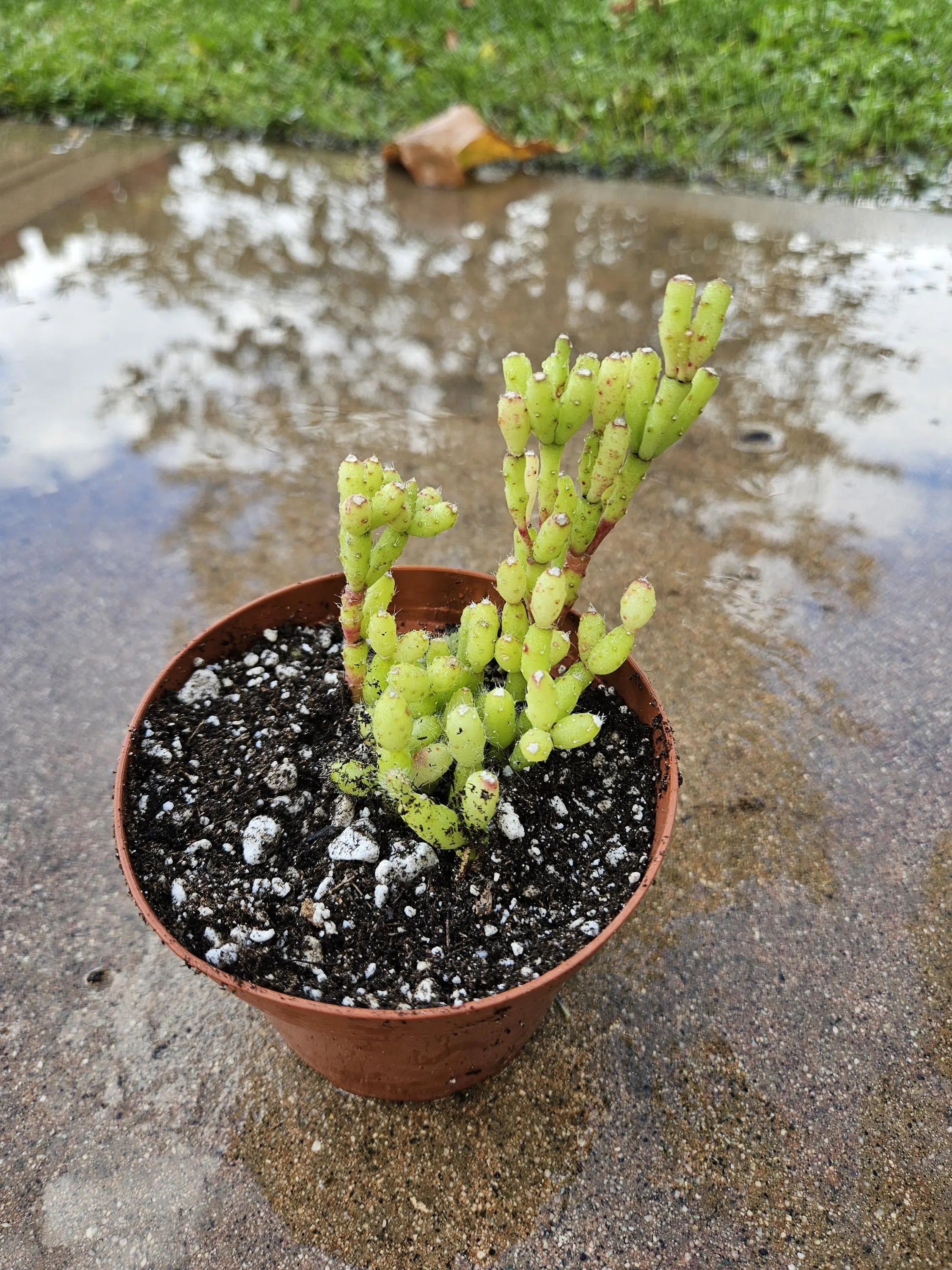 4" Dancing Bones Cactus - Hatiora Salicornioides