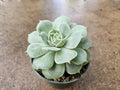 4" Echeveria lilacina - Ghost Echeveria