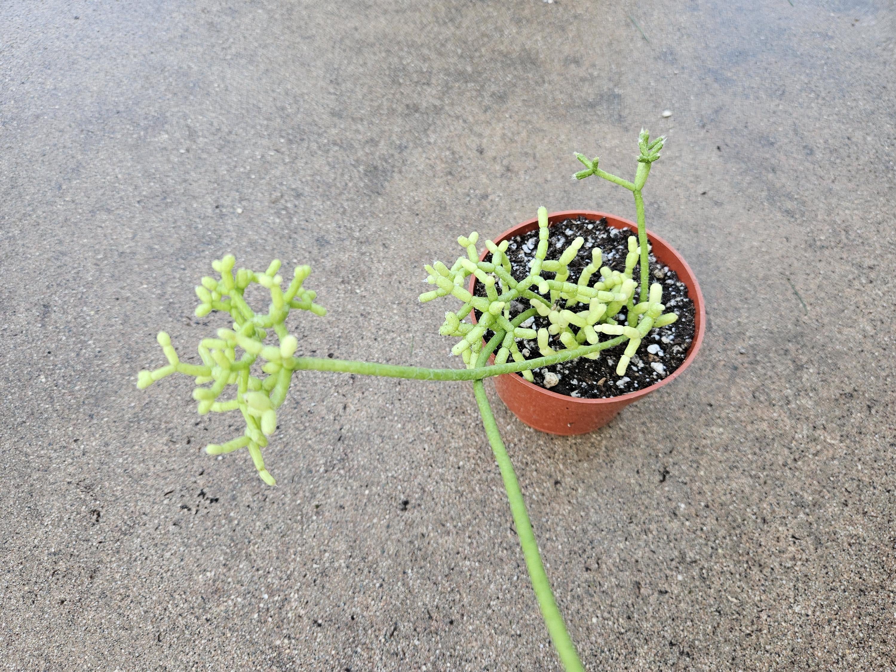 4" Rhipsalis cereuscula - Coral Cactus
