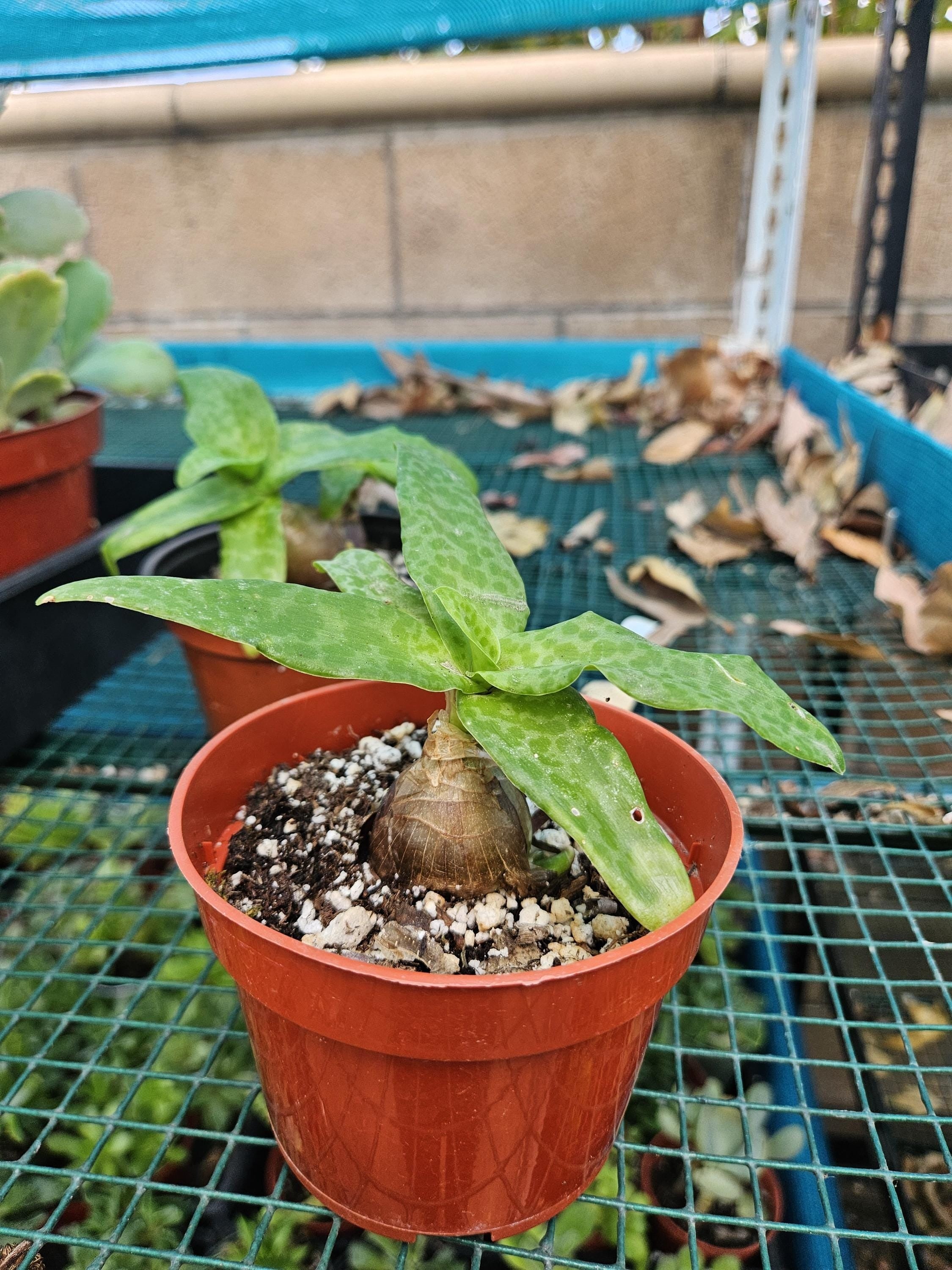 4" Silver Squill - Ledebouria socialis (Large Bulb)