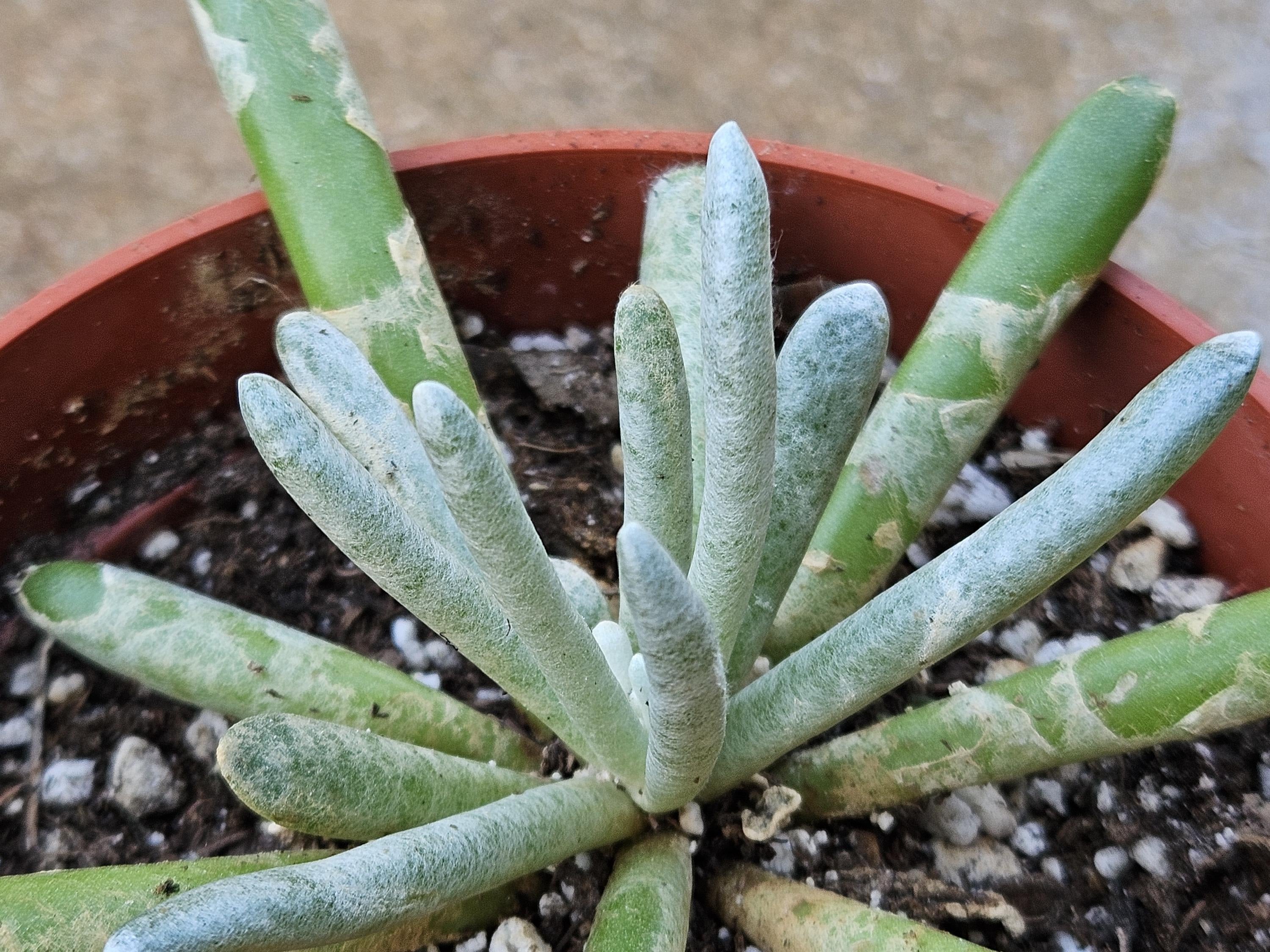 4" Senecio Scaposa - Wooly Senecio