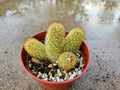 4" Mammillaria elongata - Lady Finger Cactus