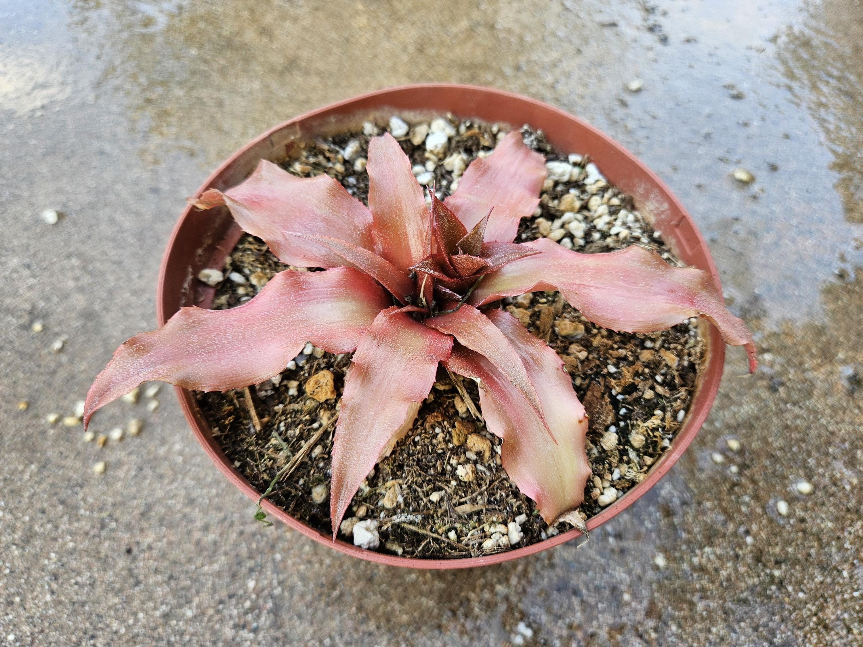 6" Cryptanthus Bromeliad - Earth Star - Indoor Tropical Plant