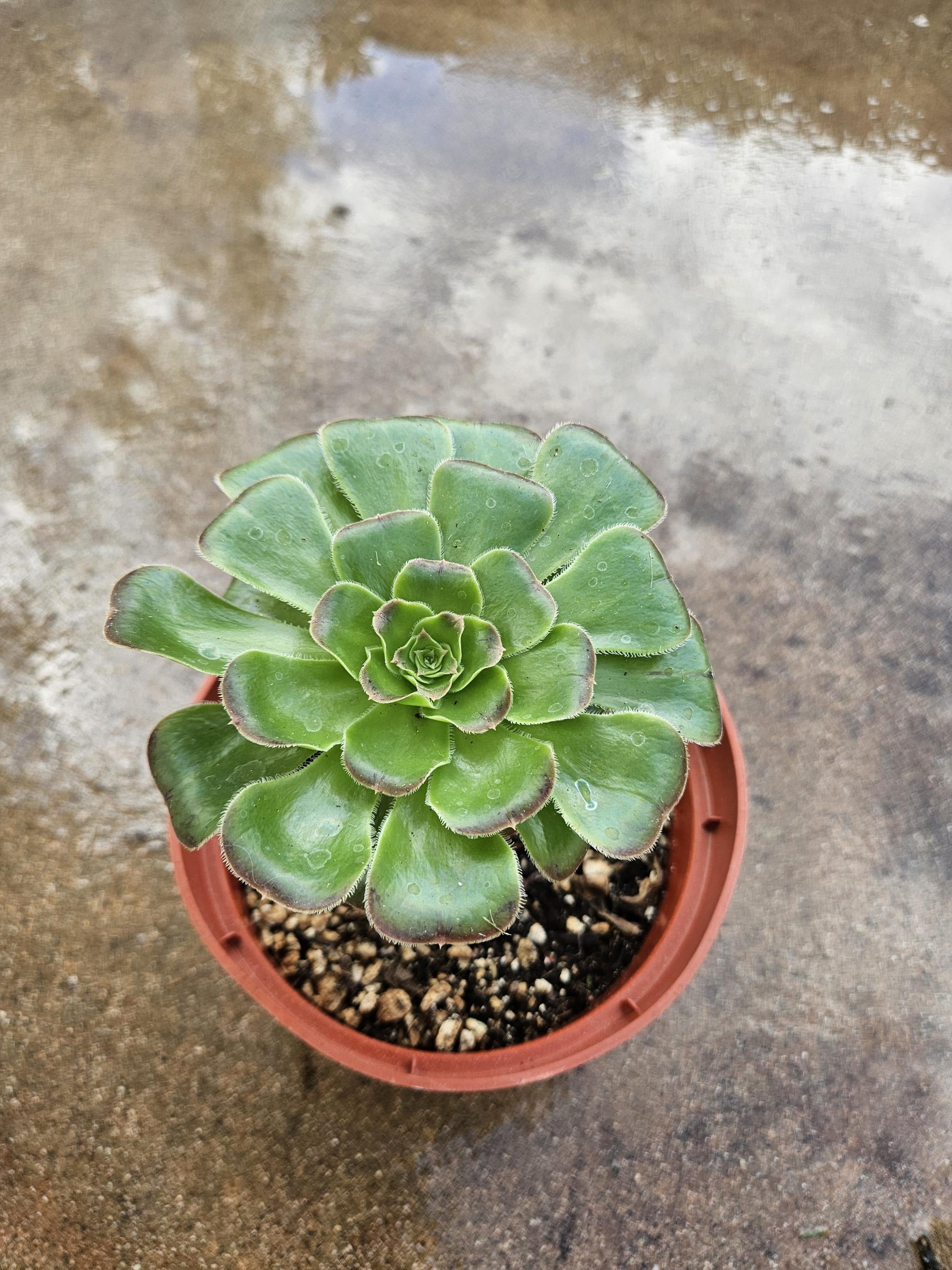 4" Aeonium - Rosette Succulent