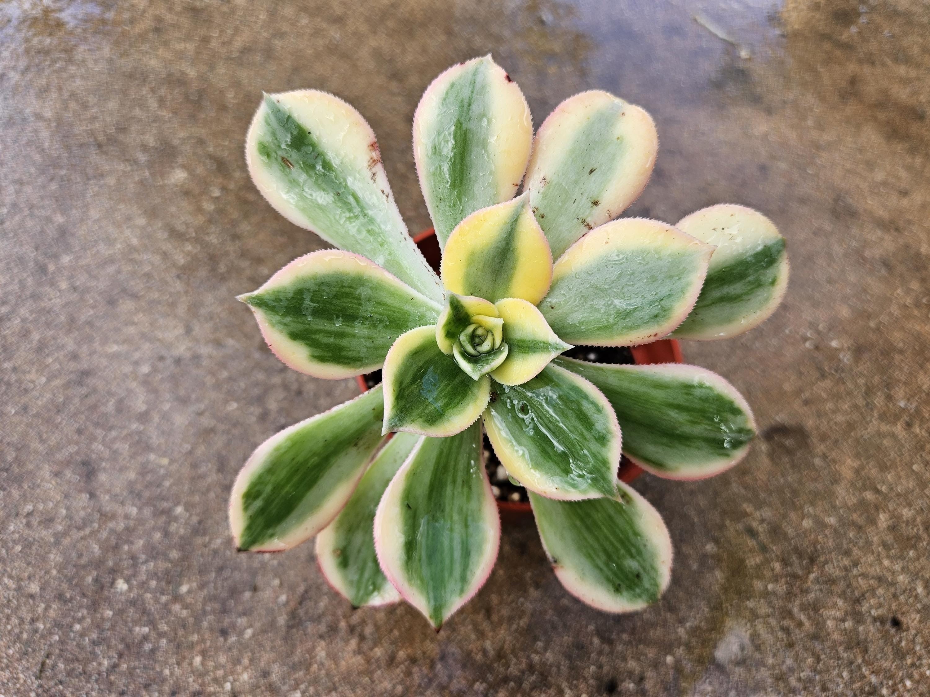 4" Aeonium Sunburst Succulent