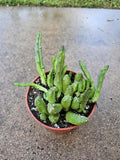 4" Stapelia Starfish Cactus