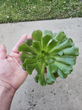 6" Aeonium - Giant Rosette