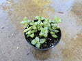 4" Crassula Rupestris - Rosary Vine