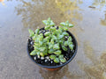 4" Crassula Rupestris - Rosary Vine