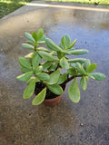 4" Jade Succulent
