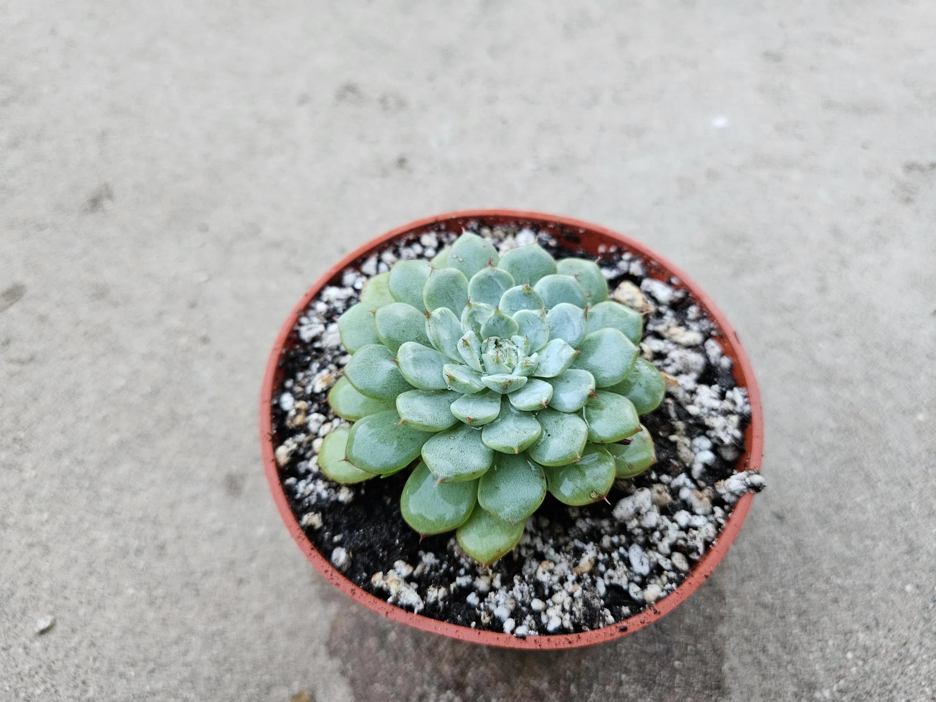 4" Echeveria Minima
