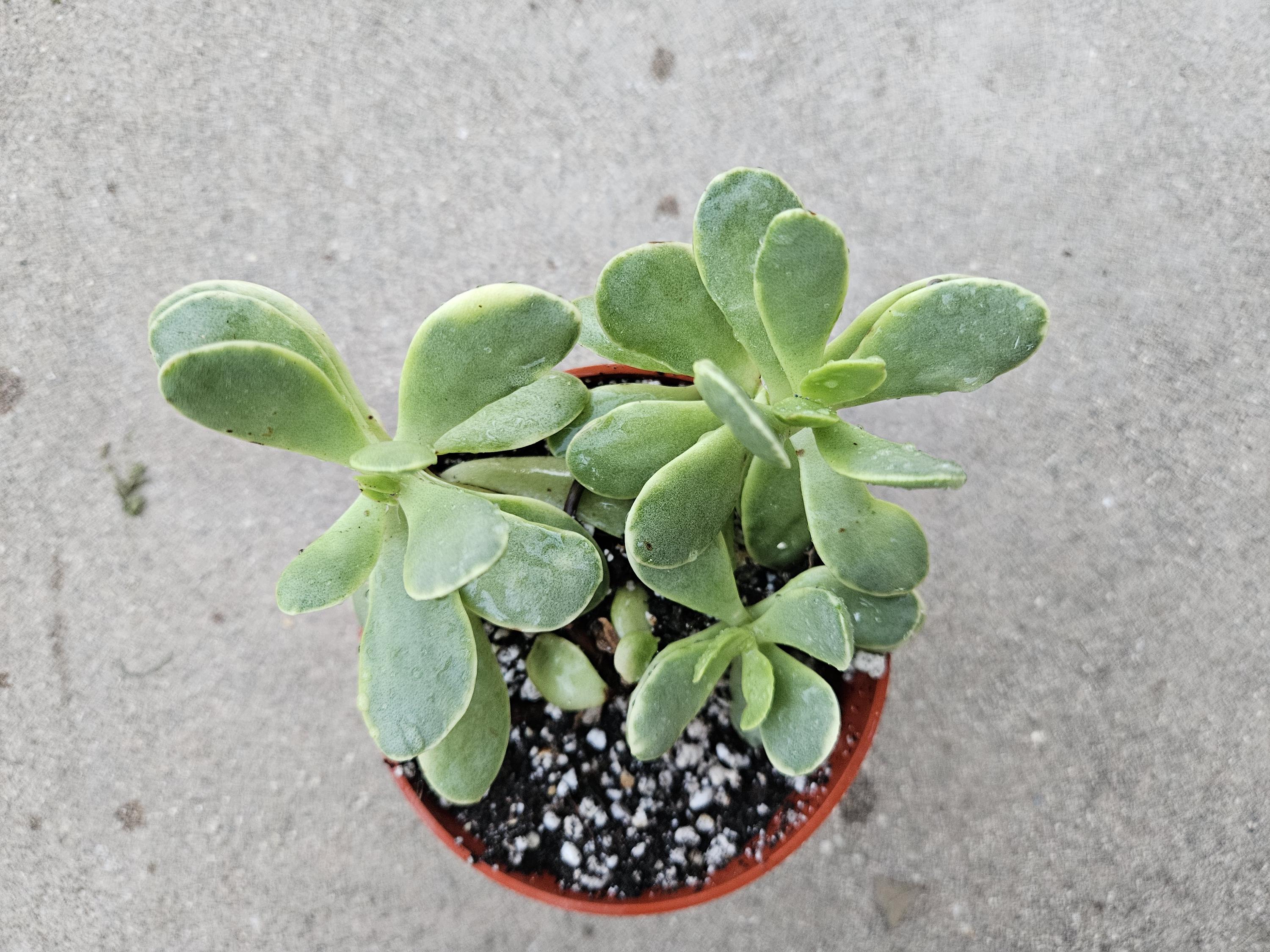 4" Crassula 'Money Maker' Variegated
