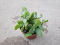 Small potted plant on a concrete surface