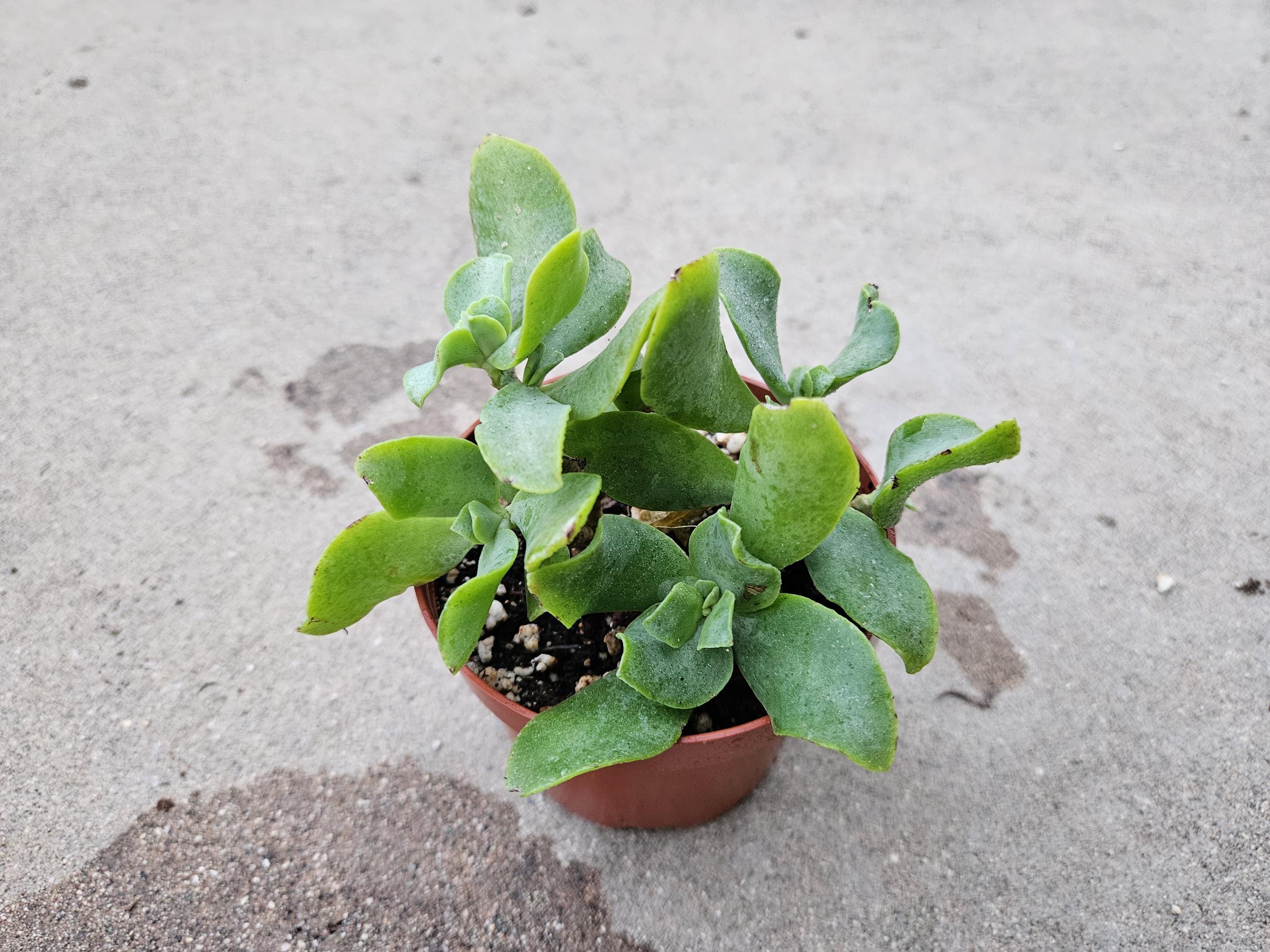 Small potted plant on a concrete surface