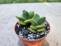 4" Crassula 'Moonglow'
