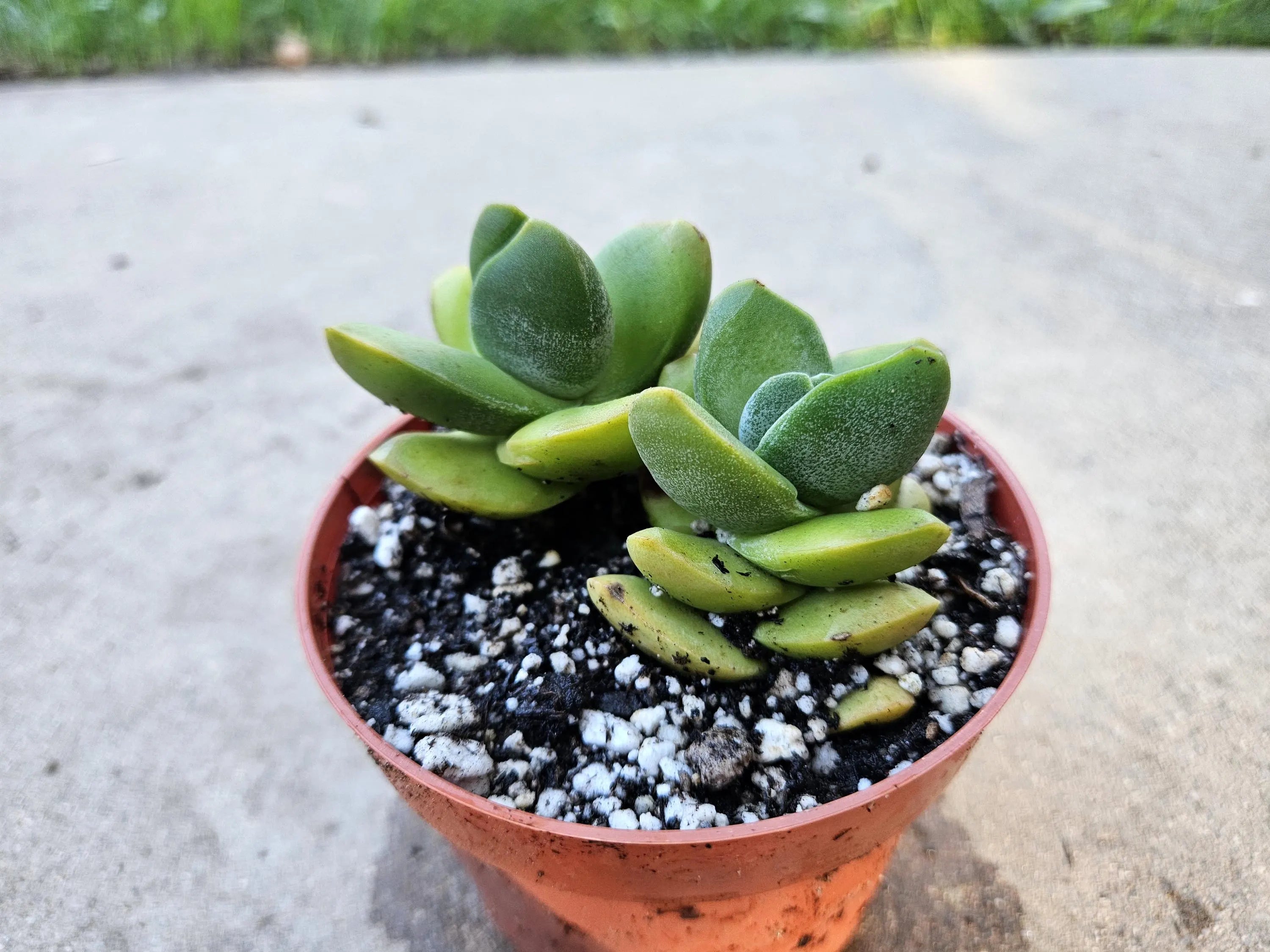 4" Crassula 'Moonglow'