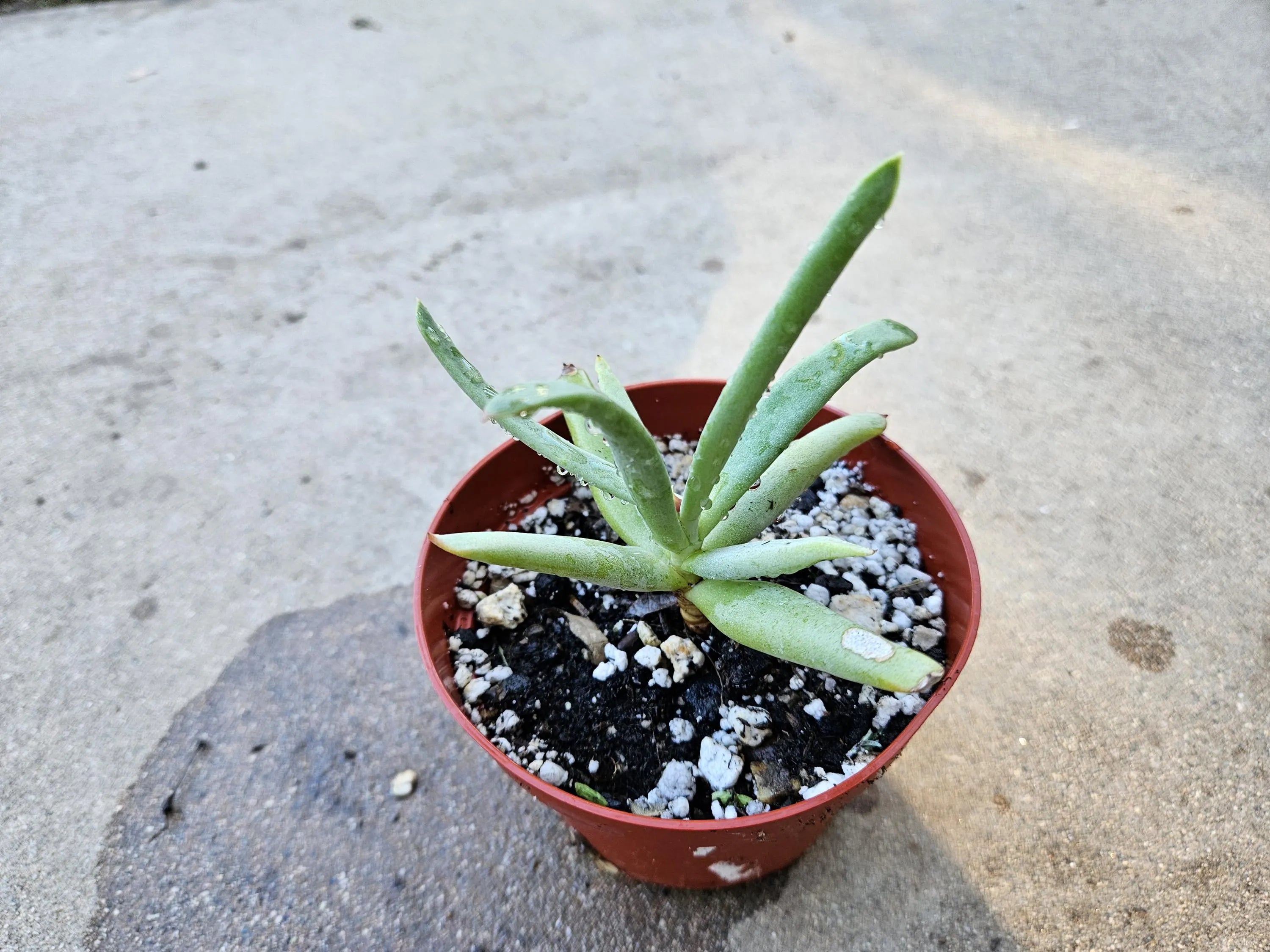 4" Cotyledon Orbiculata