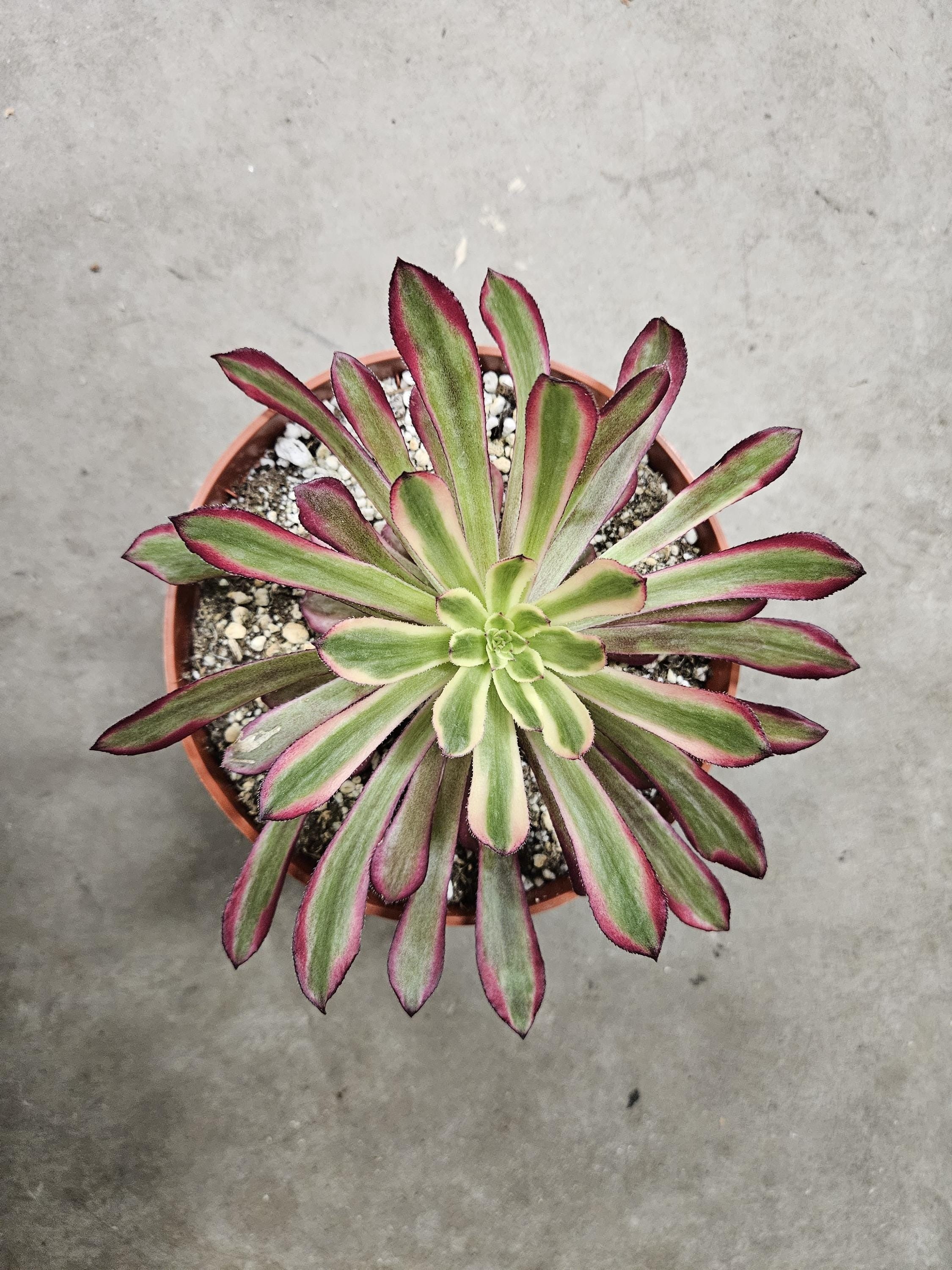 6" Aeonium 'Mardis Gras'