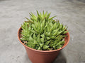 6" Haworthia Angustifolia